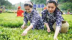 采摘普洱茶老叶的样子图片大全：欣赏采摘过程中的美丽瞬间