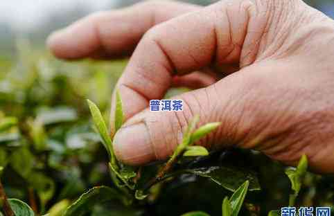 采摘普洱茶图片大全：高清大图及视频欣赏