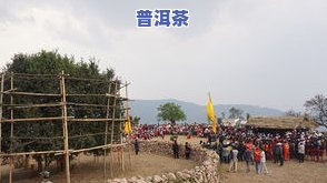 采摘普洱茶图片大全：高清大图及视频欣赏