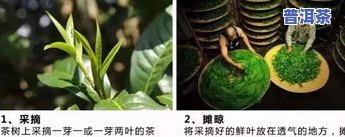 采摘普洱茶的全过程视频教程，包括采摘标准与播放