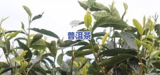 采摘普洱茶的全过程视频教程，包括采摘标准与播放