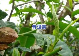 采摘普洱茶的全过程视频教程，包括采摘标准与播放