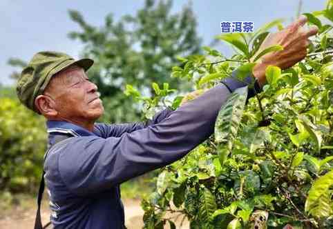 采摘普洱茶老叶的样子图片-采摘普洱茶老叶的样子图片大全