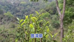 采摘普洱茶老叶的样子描述作文：详细展现采摘过程与技巧