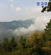 大雪山和冰岛普洱茶：区别在哪里？