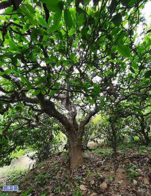 比较探究：普洱茶古树、大树、小树茶叶边缘的形态特征及区别