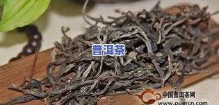 普洱茶种植视频大最新-普洱茶种植视频大最新版