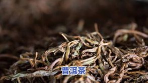 普洱茶种植视频大最新-普洱茶种植视频大最新版