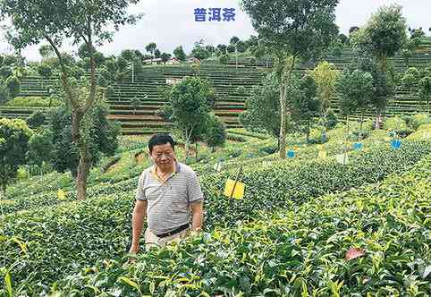 普洱茶种植技术：内容、规范与管理全面解析