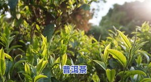 普洱茶大树图片大全高清：揭示茶树真面目