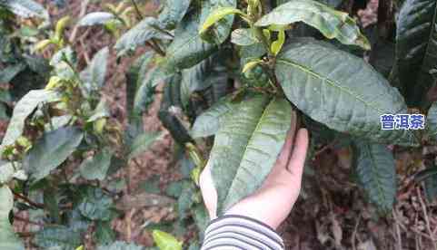 普洱茶大树图片大全高清：揭示茶树真面目