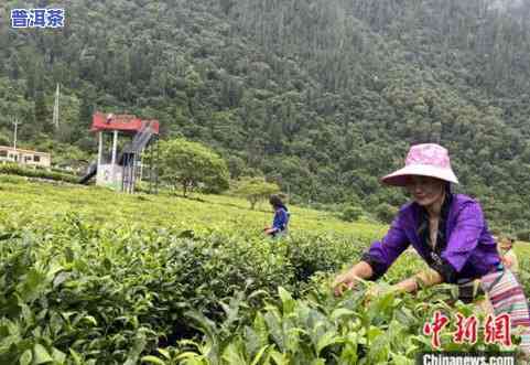 林芝易贡茶叶到哪买-林芝易贡茶叶到哪买好