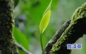 云南平河普洱茶的特点及平河古树茶合作社介绍