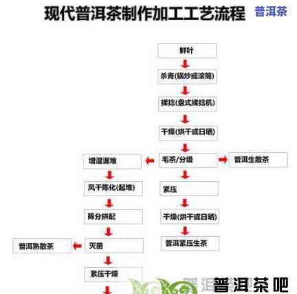 普洱茶的制作过程详解：步骤、方法与流程