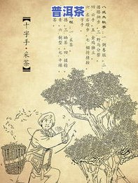 普洱茶插画图片高清大图-普洱茶插画图片高清大图大全