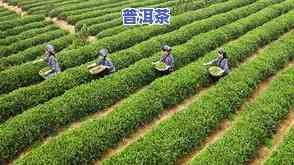 金寨县金龙玉珠茶叶-金寨县金龙玉珠茶叶属于什么茶