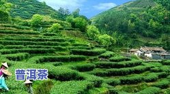 金寨县金龙玉珠茶叶-金寨县金龙玉珠茶叶属于什么茶