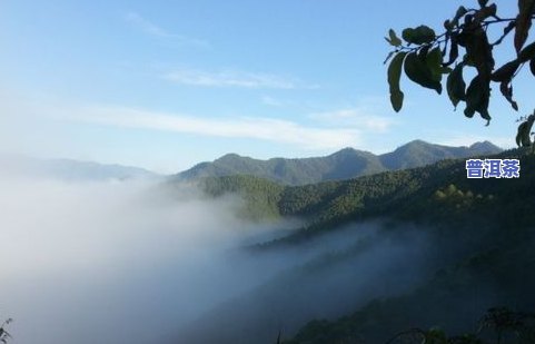 普洱茶主要山头及其品种产地介绍