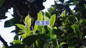 一根长长的茶叶是什么？它的名字、茶名、所属树种都是什么？