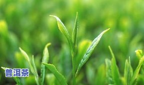 普洱茶8613，探索普洱茶的魅力：深入熟悉8613的起源和特点