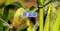 普洱茶的种植方法详解：步骤、技术与视频全攻略