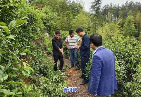 普洱茶套种-普洱茶套种什么好