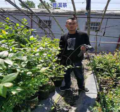 普洱种植什么见效快？了解更佳种植条件与方法