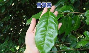 普洱茶种植条件是什么样的-普洱茶种植条件是什么样的呢