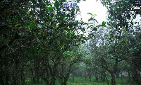 普洱茶种植条件是什么样的-普洱茶种植条件是什么样的呢