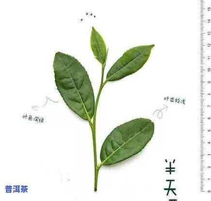 岩茶名字大全及寓意：深度解析茶叶背后的含义与故事