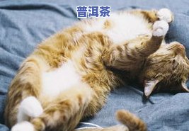 猫为什么喜欢喝普洱茶？视频详解