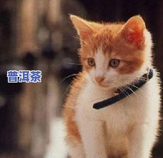 探究猫咪为何热爱茶：起因解析