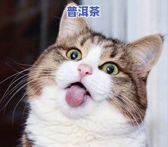 为什么猫喜欢喝奶茶？探究猫咪对奶茶的热爱