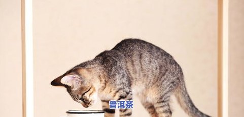 猫为什么喜欢喝普洱茶呢-猫为什么喜欢喝普洱茶呢