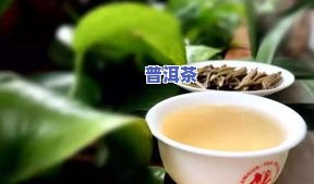 清代普洱茶形状特点是什么-清代普洱茶形状特点是什么样的