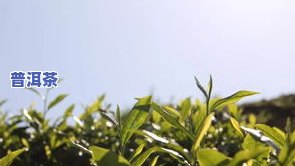 普洱茶追梦：从茶园到杯中，探寻茶叶文化的故事