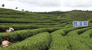 普洱茶追梦：从茶园到杯中，探寻茶叶文化的故事