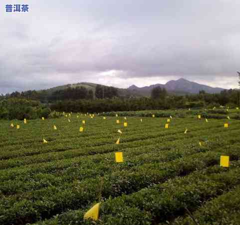 一亩地产多少斤茶叶：绿茶产量、适宜产出与实际产出的比较