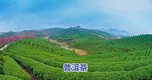 一亩地能产多少茶叶-一亩地能产多少茶叶一天