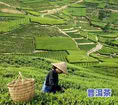 一亩地能产多少茶叶-一亩地能产多少茶叶一天