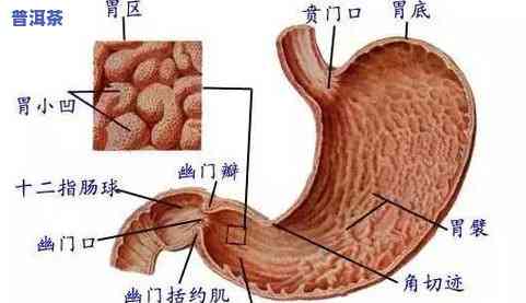 口腔粘膜能喝普洱茶吗？女性喝多少合适？影响口腔健康的饮食习惯解析