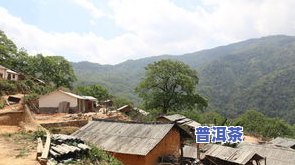 冰岛普洱茶老寨：价格、产地与寨子全解析