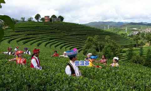 普洱茶花园：探索茶园、工厂与公园的卫星地图