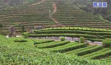 普洱茶基地在哪里？探索更优产地与茶叶种植园