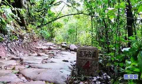 普洱茶基地在哪里？探索更优产地与茶叶种植园