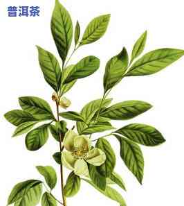 长得像兔子屎的茶叶是什么种类？它是哪种茶树的叶子？