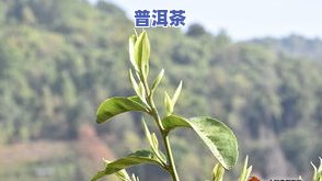 普洱冰山多少钱一斤？探究云南普洱冰岛茶的价格及市场行情