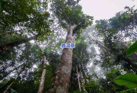 邦丙古树普洱茶-邦丙古树普洱茶特点