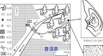 普洱茶风味轮：研发与轮廓图解析