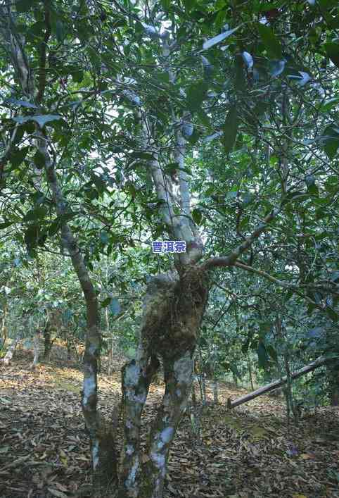 坝散古树普洱茶-坝糯古树普洱茶